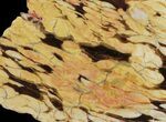 Slab of Fossilized Peanut Wood - Australia #65448-1